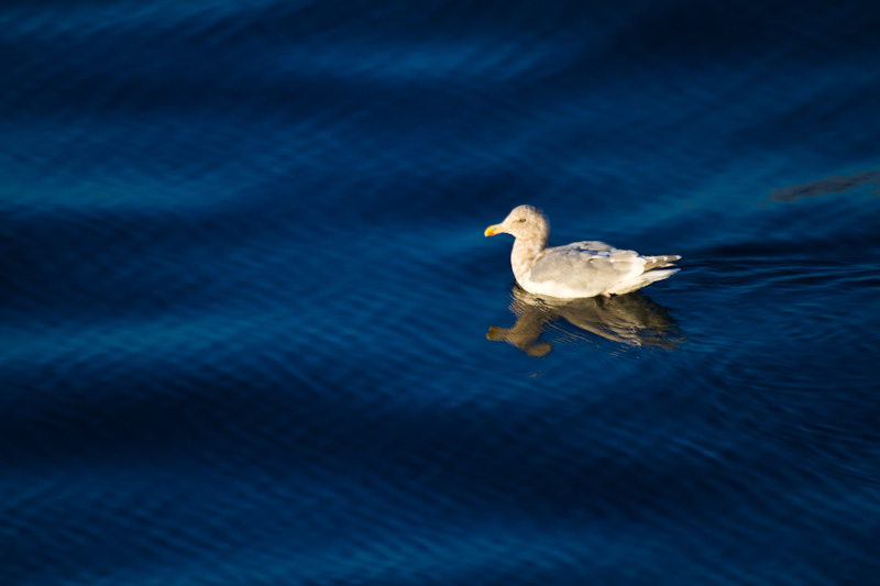 Gull Reflected In Water